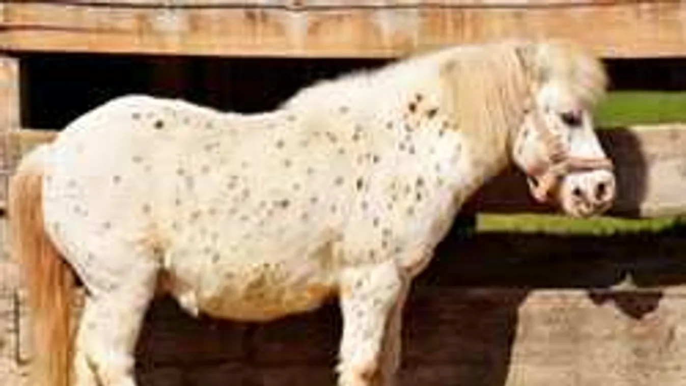 Megkívánta az állatkerti pónit a szír migráns, aktus közben bukott le