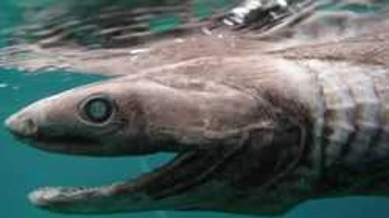 Elképesztő rémségre bukkantak Portugália partjainál - Fotó