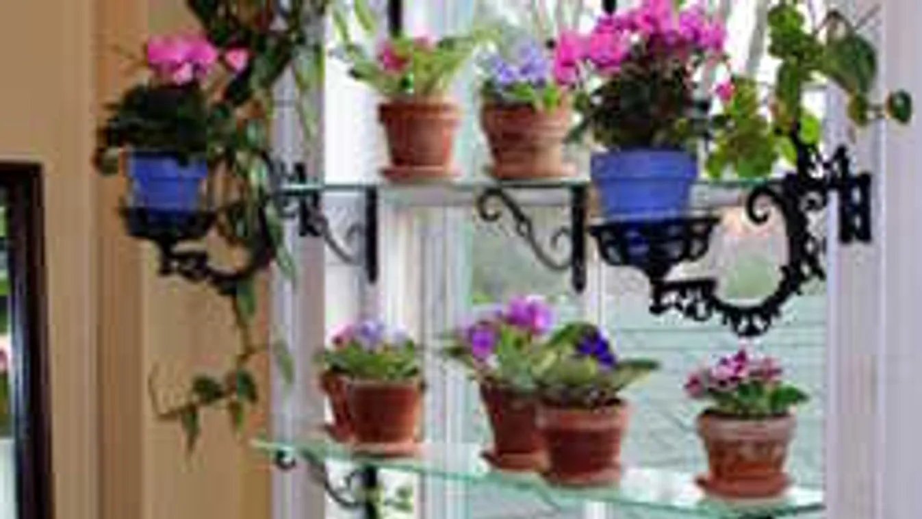 Íme a titok, hogy egész évben virágozzon az ibolyád