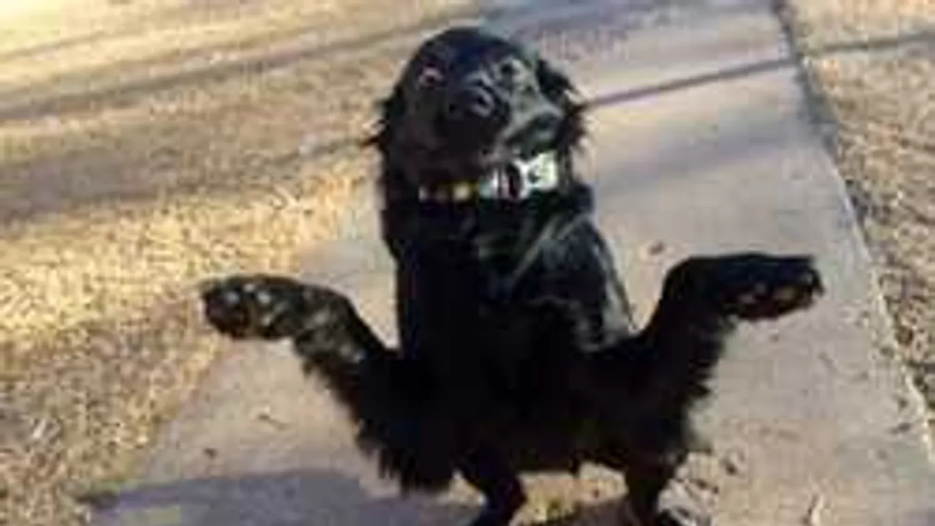 Felrobbantották a netet: mindenki ezeken a képeken pörög