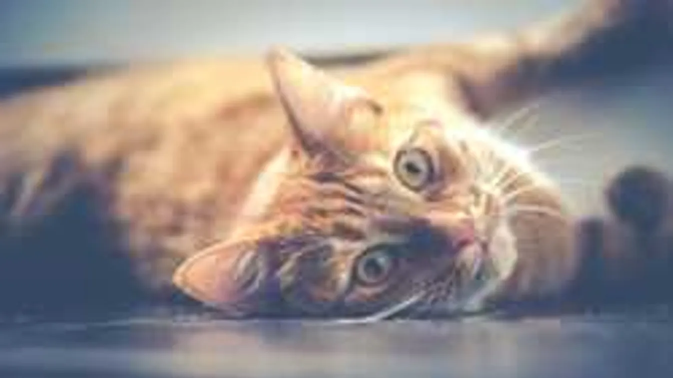 Rettegés a pesti kórházban, mérgezik a kedvenceket