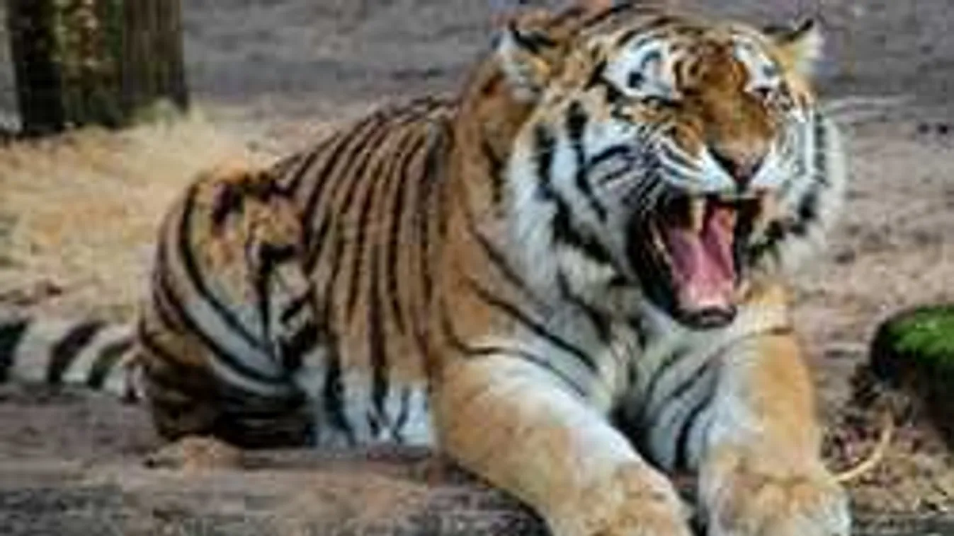Pánik a cirkuszban: elszabadult és rátámadt a közönségre a tigris! - videó