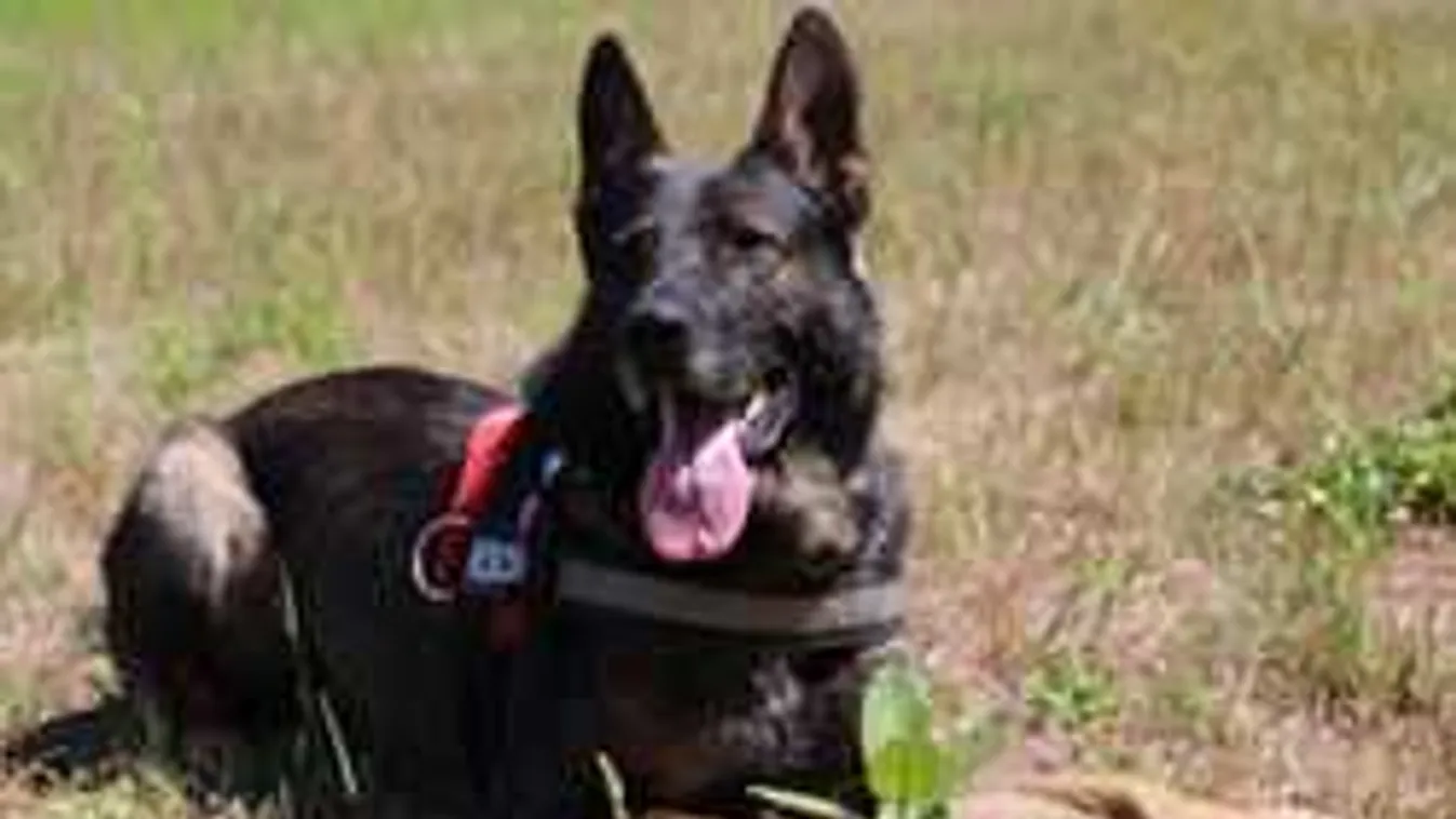 Így gyászolják a tragikus hirtelenséggel elpusztult magyar mentőkutyát