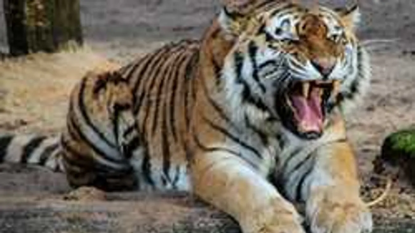 Sokkoló jelenet az állatkertben: az életéért küzdött a gondozó