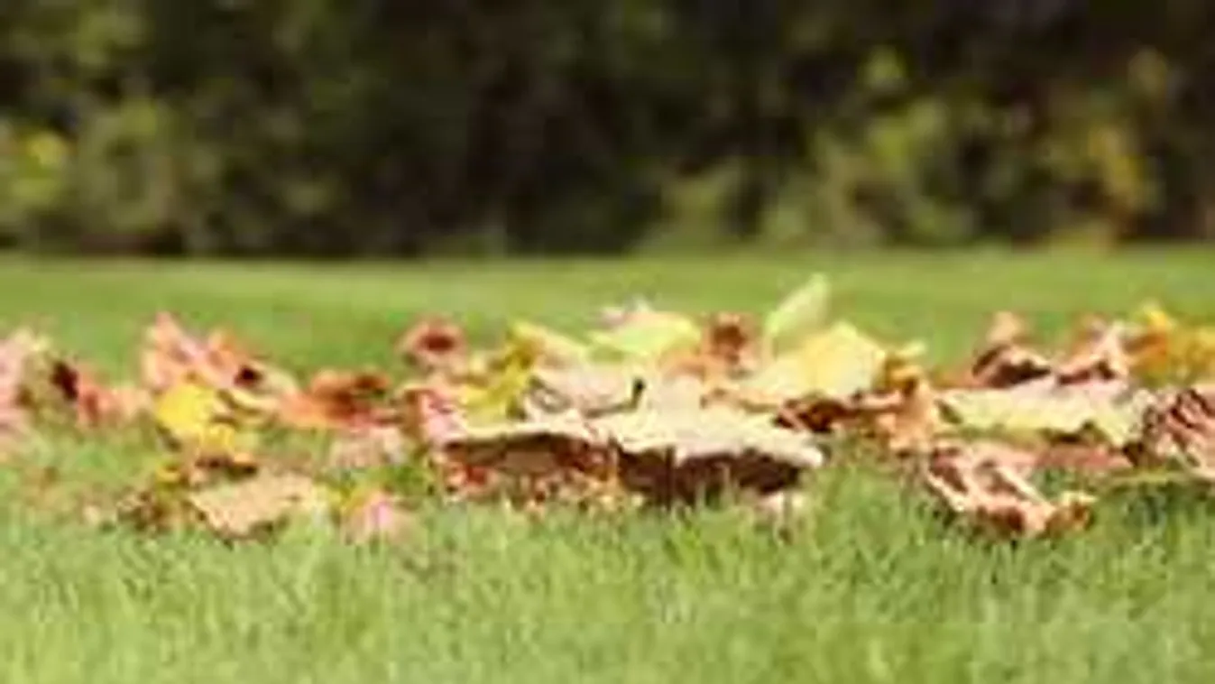 Itt az ősz: megmutatjuk, mit kell tenni pontosan a kertben