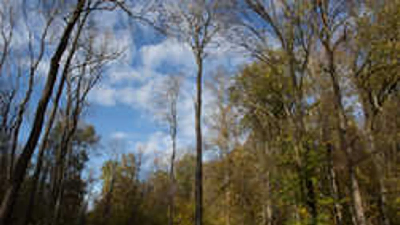 Szulejmán sírjáról suttognak egymás közt a baranyaiak