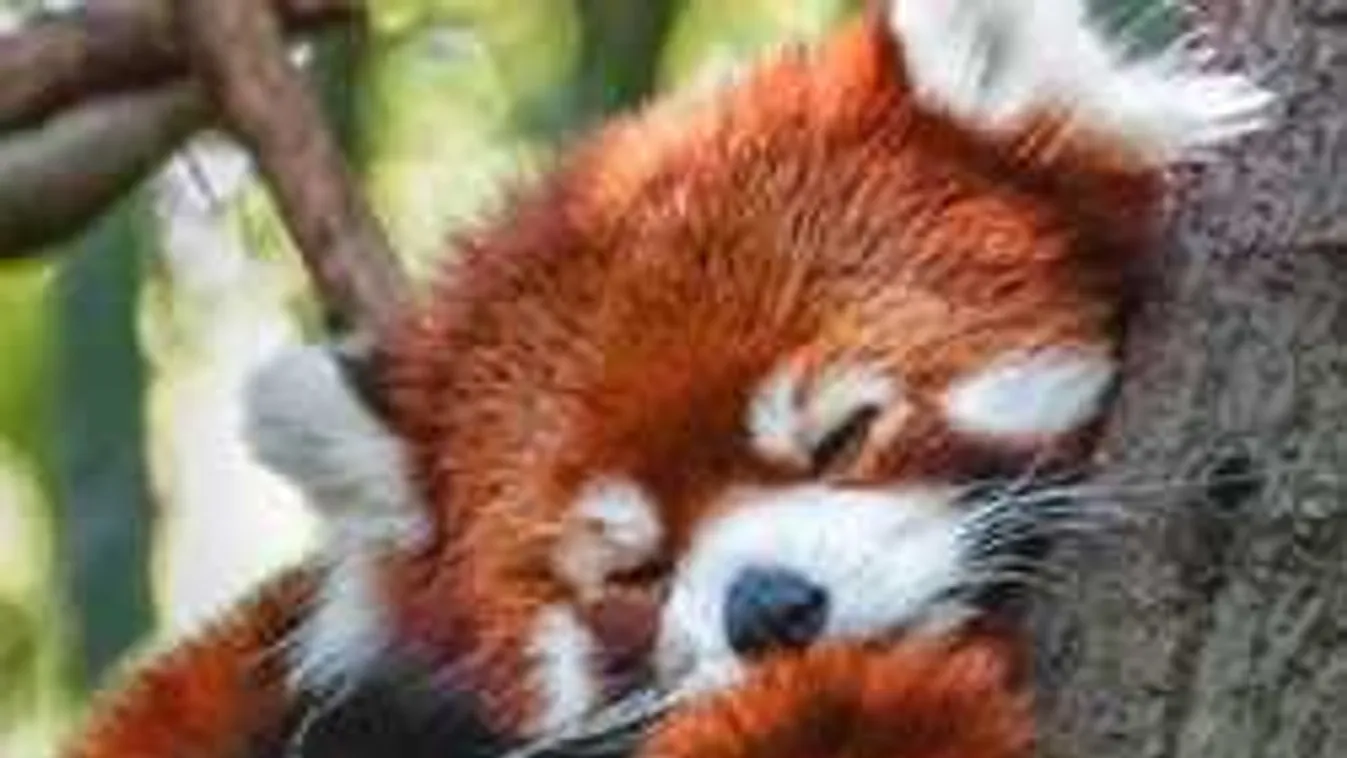 Fogadj örökbe karácsonykor, nem bánod meg