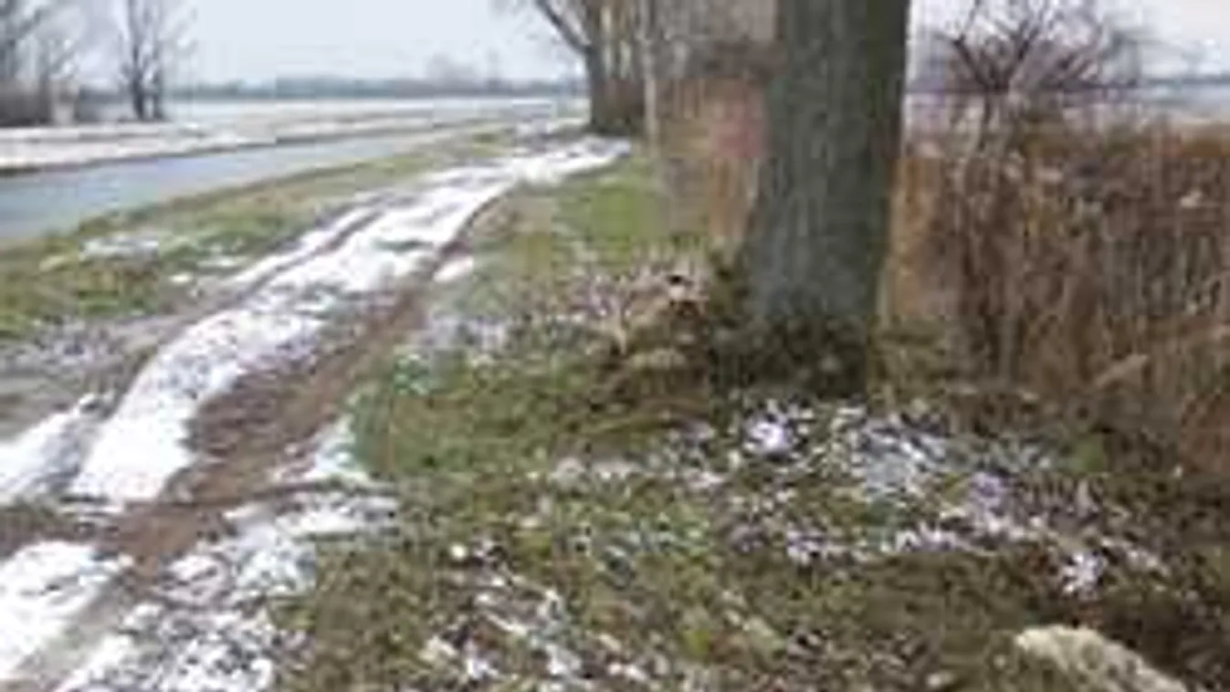 Hidegvérrel ölt meg két játszadozó kutyát egy férfi