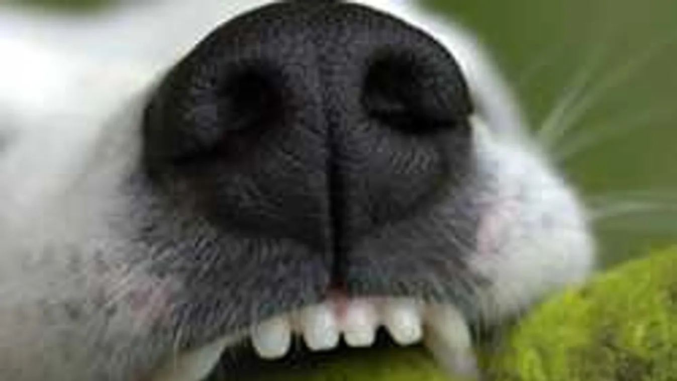 Valóságos horror: kutyafalka tépte szét a nőt