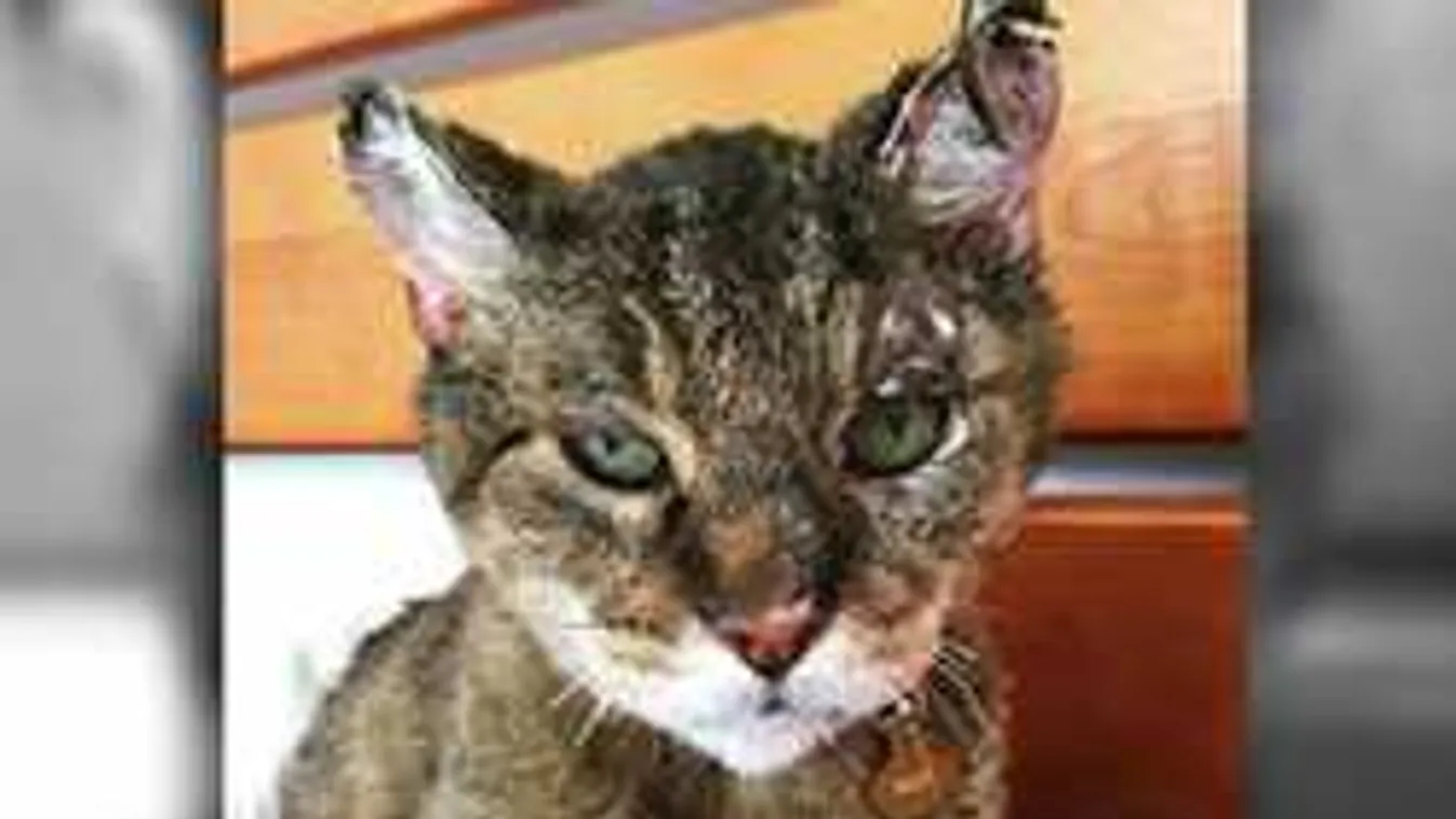 Csoda történt: 10 év után lett meg a cica