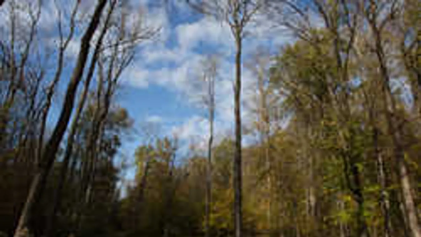 Félmeztelenül találták meg az elrabolt nőt az erdőben