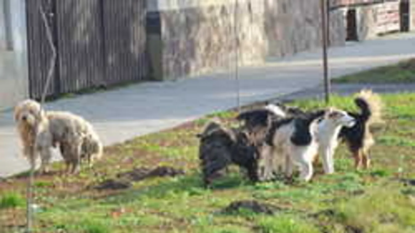 Száz kóbor kutyától rettegnek a családok a magyar városban