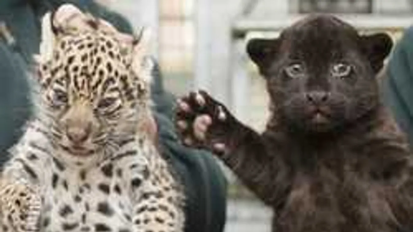 Ennél cukibb már nem lesz, íme, az 1 hónapos nyíregyházi jaguárikrek