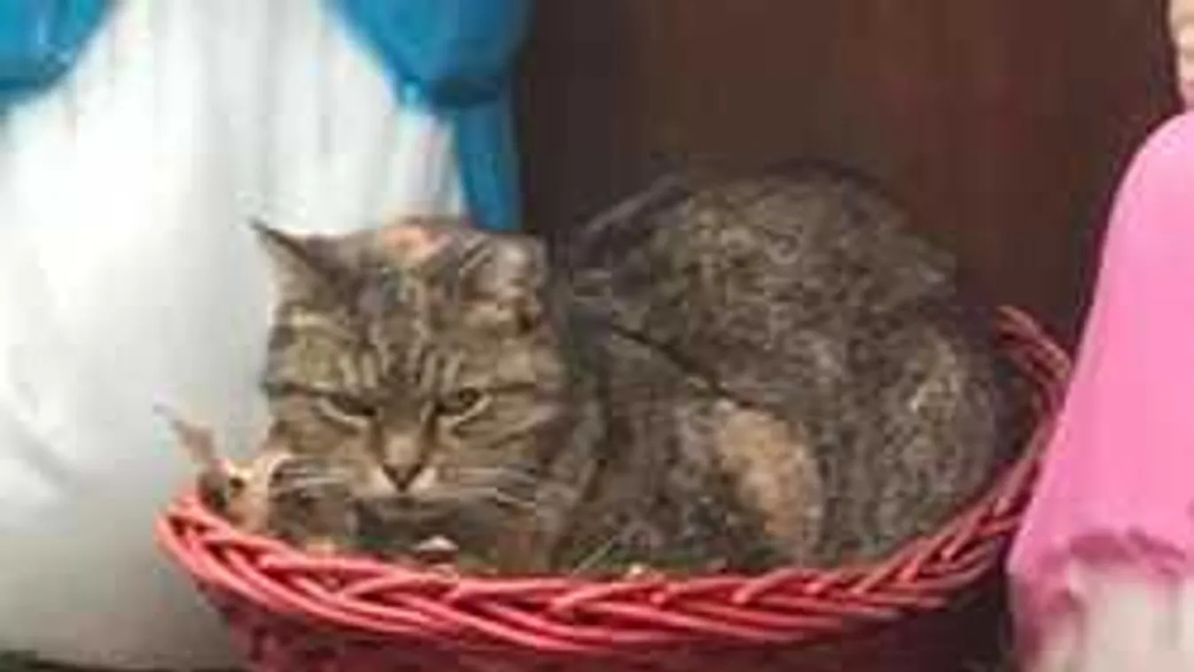 Egyszerűen nem lehet haragudni a tettesre, amiért ledózerolta a betlehemet