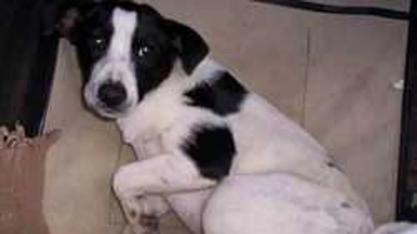 Ezért üt vissza a karácsonyi cukiság