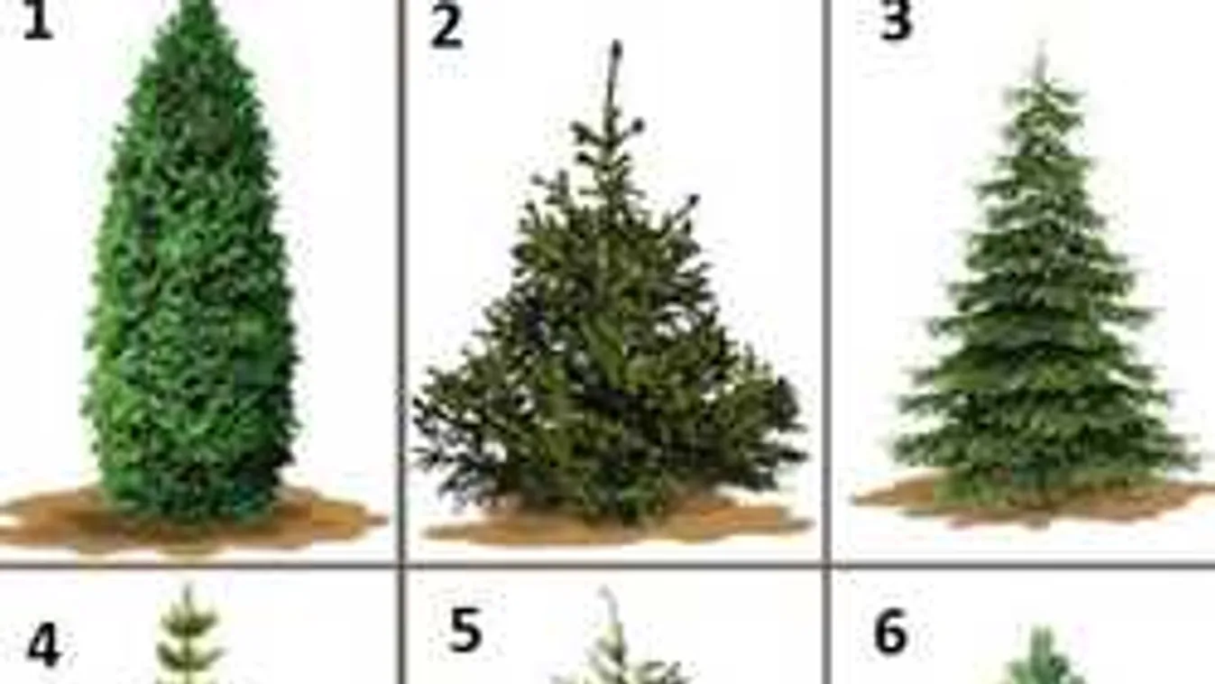 Válassz egy fát karácsonyra, megmutatjuk, ki vagy te valójában