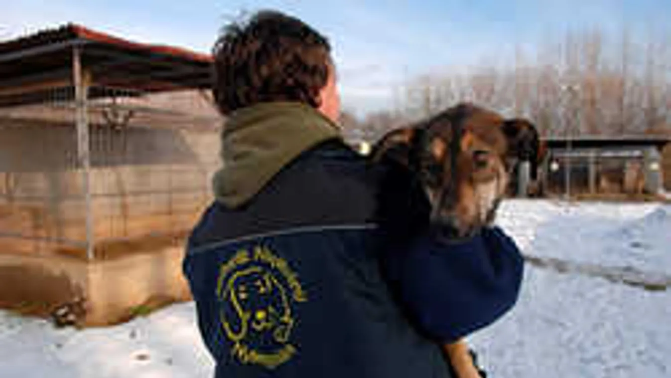 Háromszáz kutya életébe kerül a szilveszter