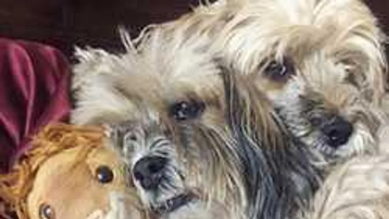 Megdöbbentő, hol találták meg a közért elől eltűnt két kutyát - Videó