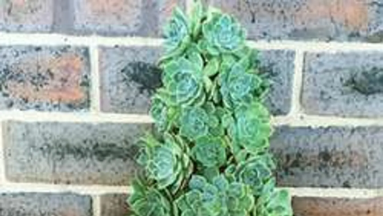 Elképesztő párosítás: Így emeli a karácsonyi hangulatot egy sziklakert