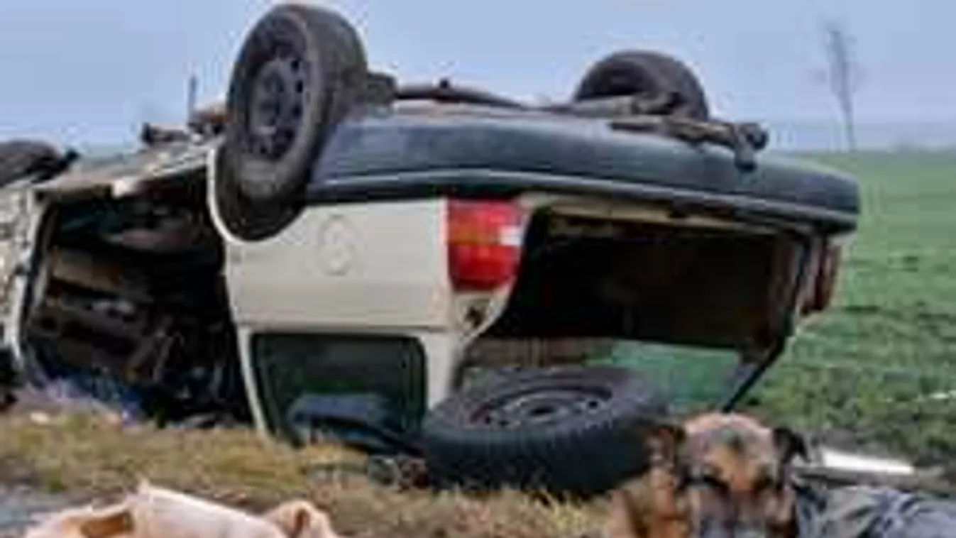 Kutyái halála miatt lett öngyilkos az apostagi nyugdíjas