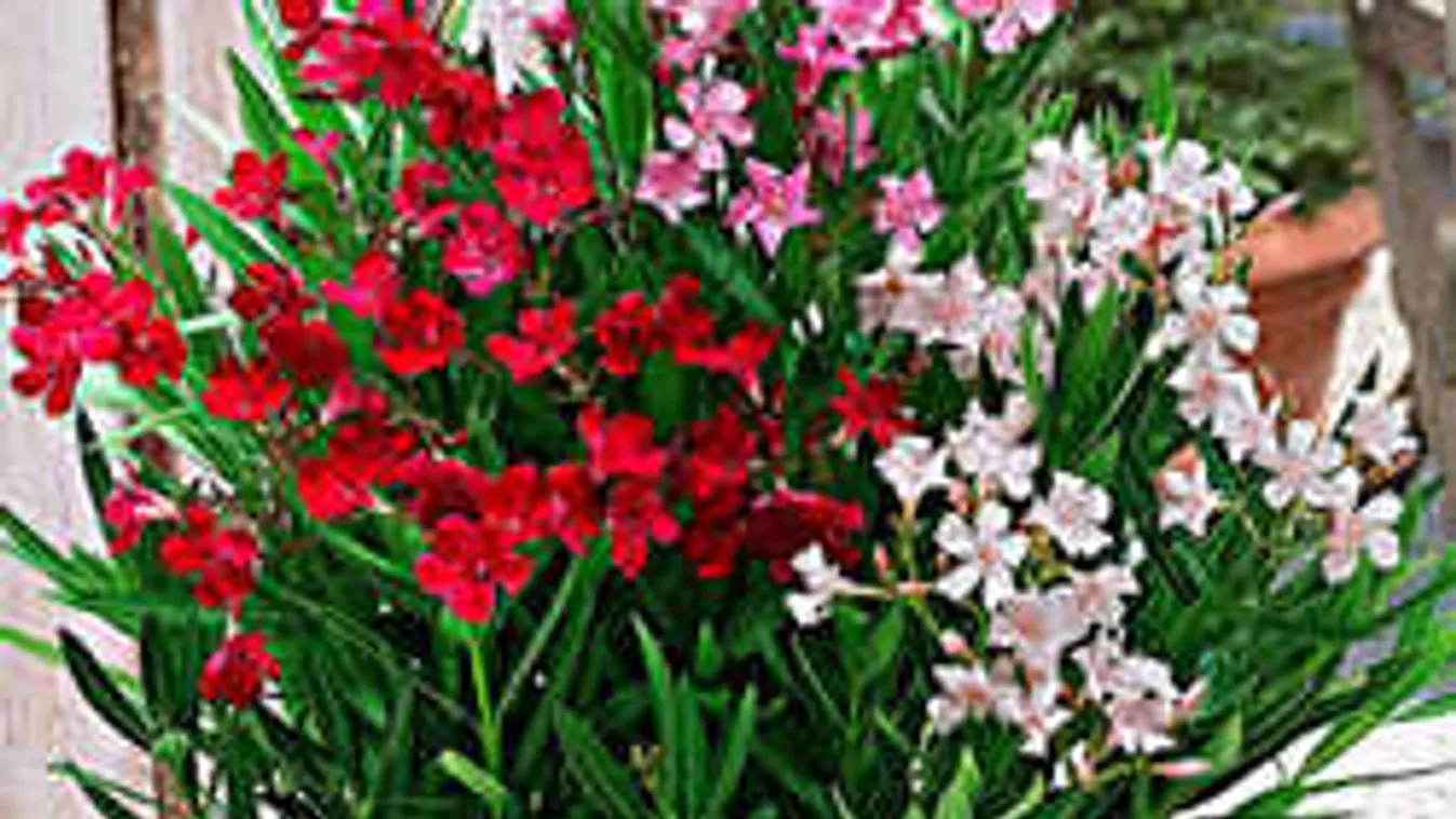 Így teleltesd a leandert, és jövő nyáron biztosan virágba borul