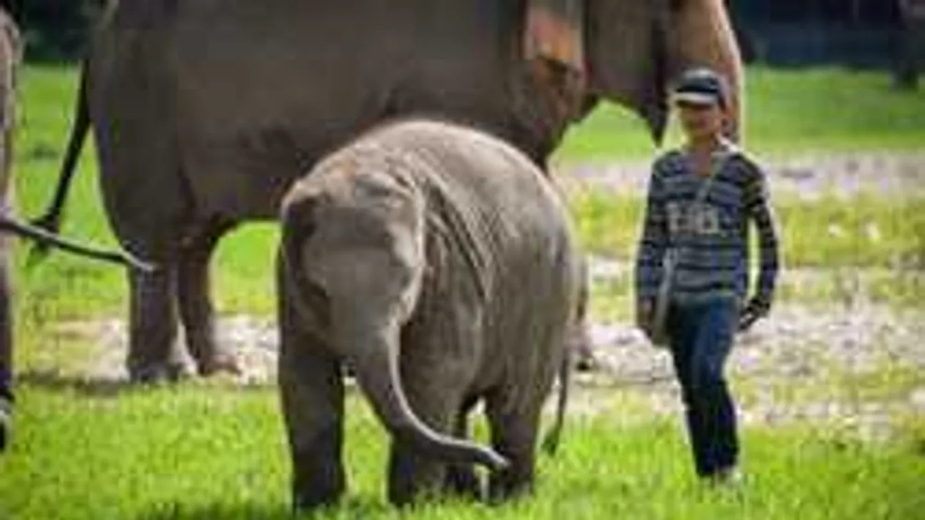 Tragédia, feldühödött elefánt taposott halálra egy idegenvezetőt