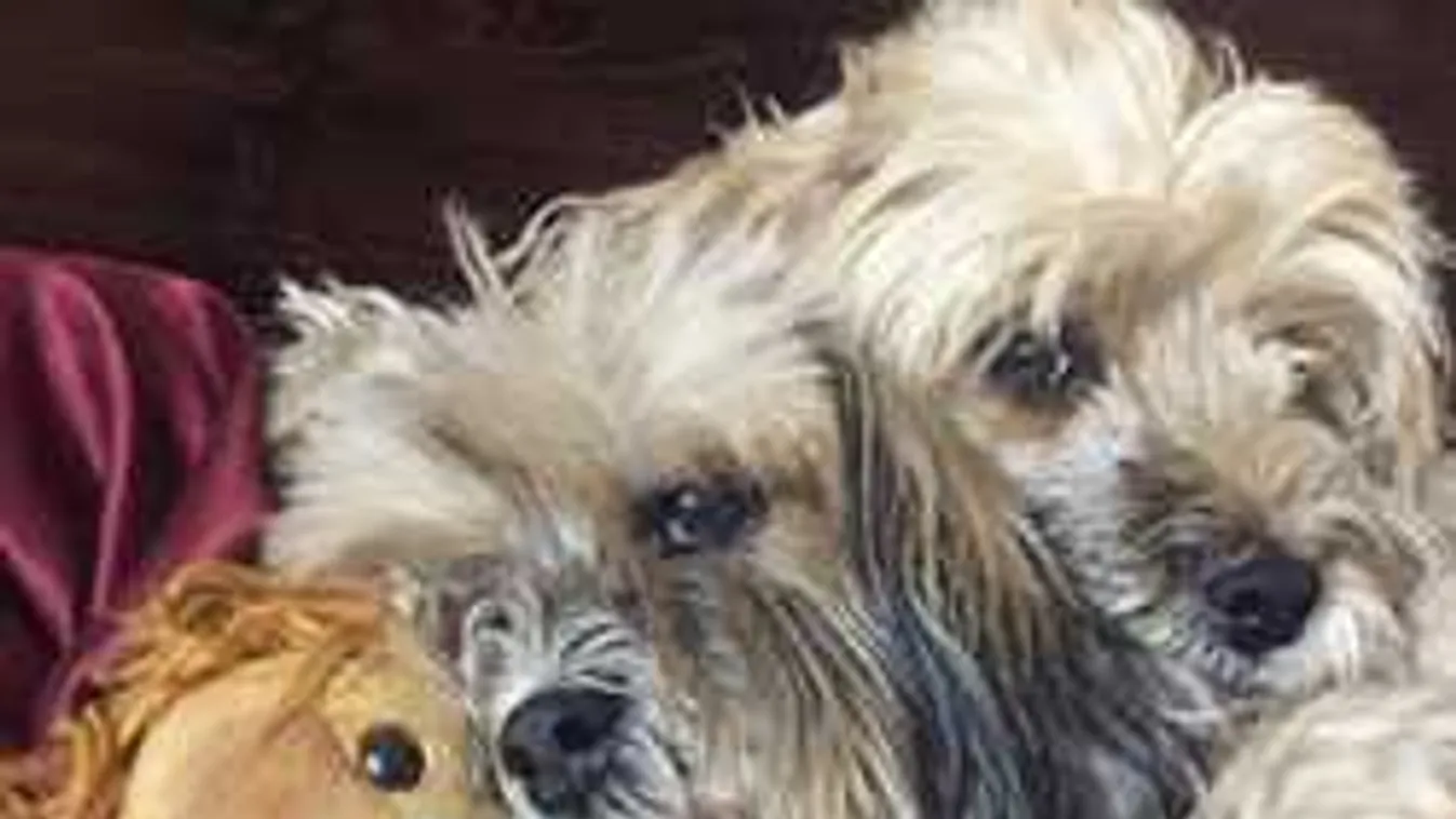 Figyelem, így rabolhatja el a kutyamaffia az ártatlan állatokat