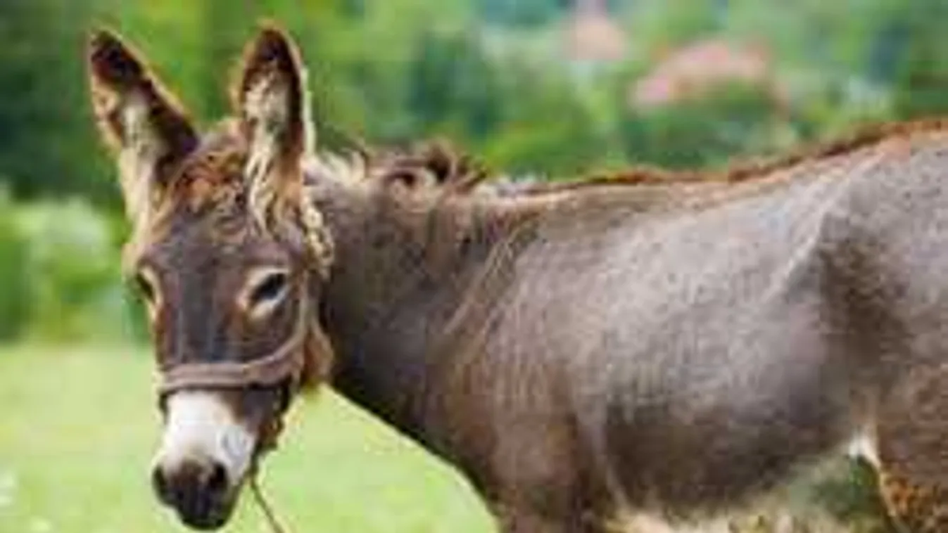 Négylábút erőszakolt a perverz férfi, áldozata belehalt
