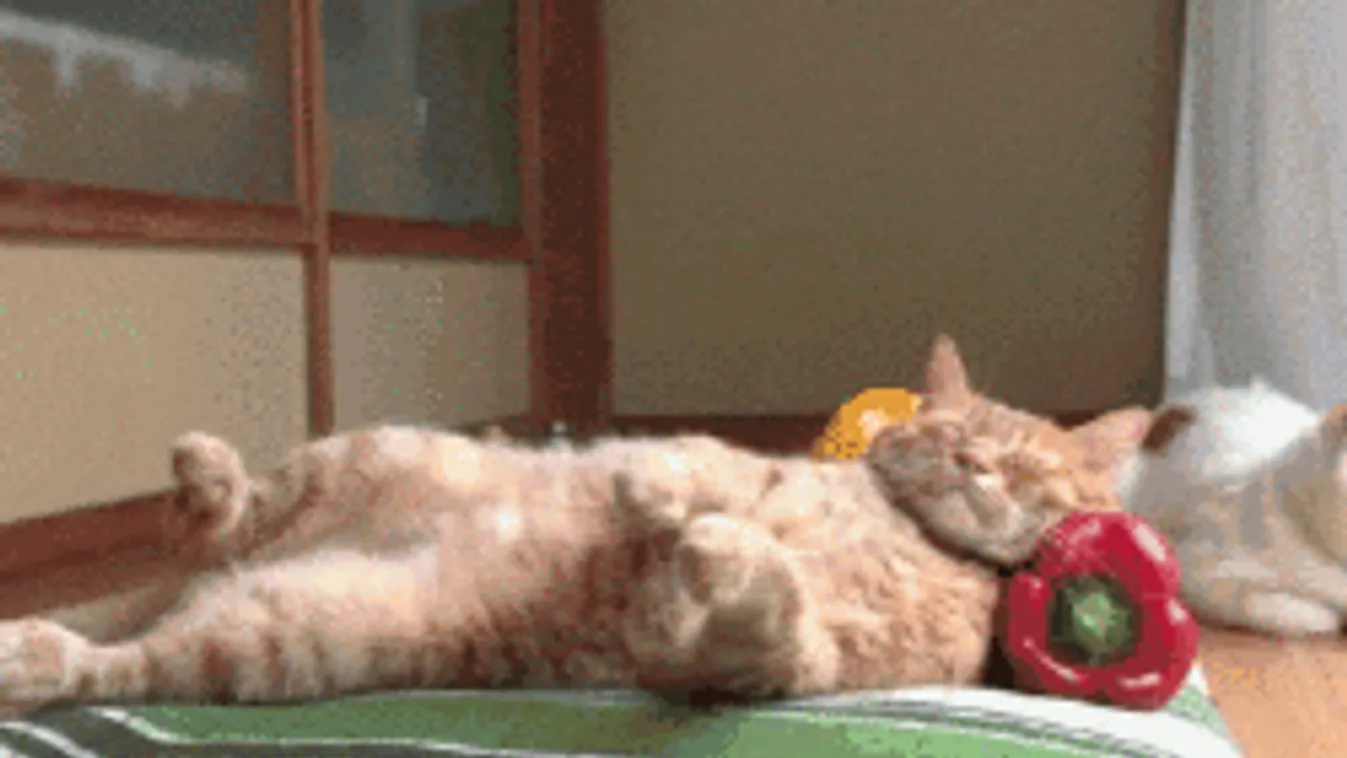 Ekkor örülhetünk hosszú hétvégéknek 2018-ban!