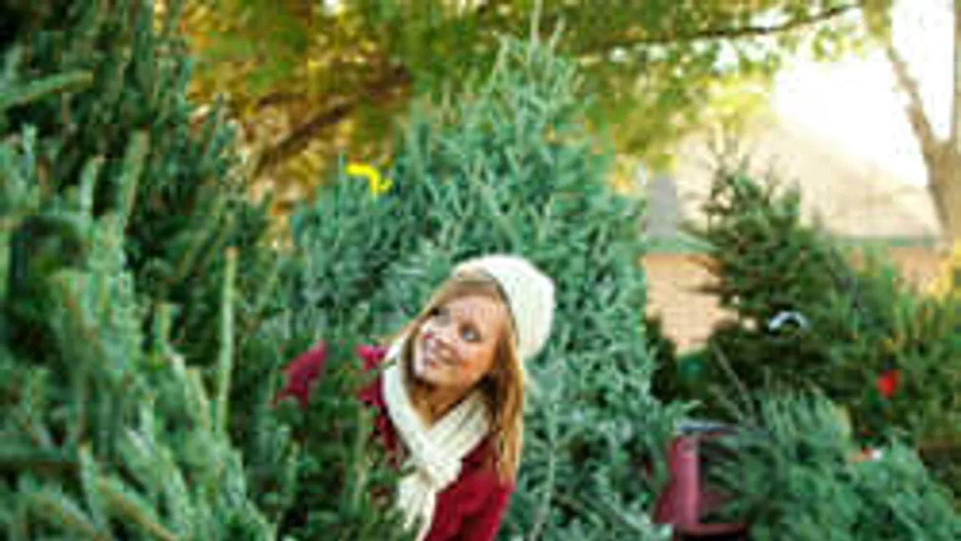 Ilyen a tökéletes karácsonyfa, erre figyelj, amikor megveszed