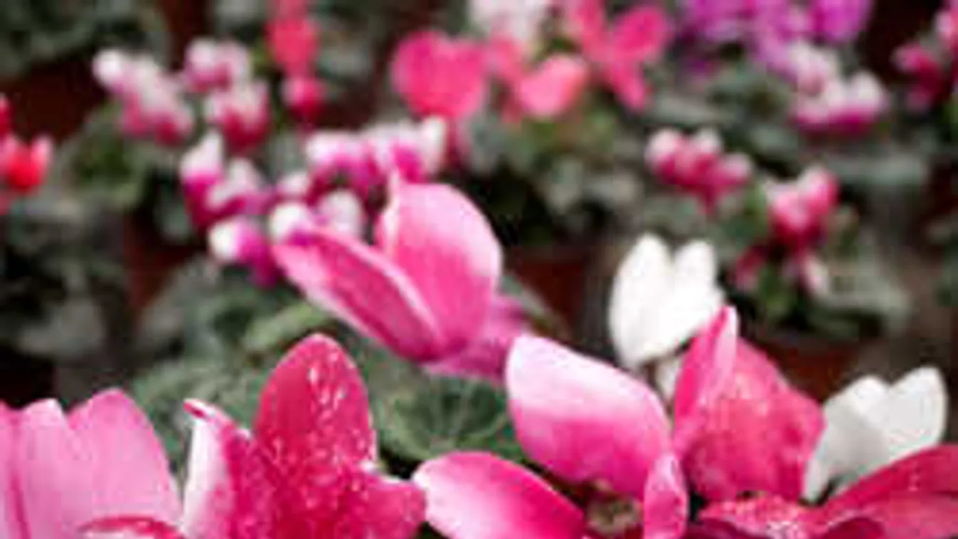 Bomba ötlet: így virágzik hónapokig a ciklámened otthon
