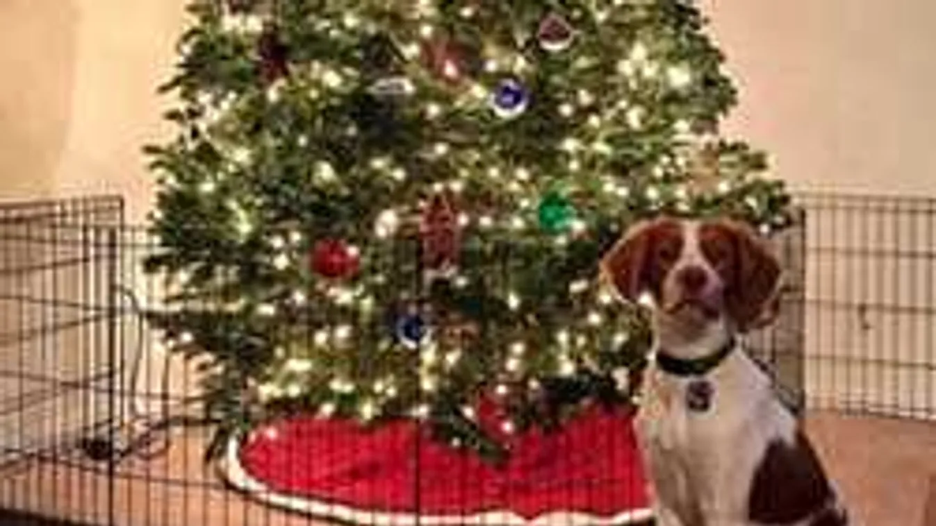 Eszelősen bizarr megoldásokkal lesz kutya- és macskabiztos a karácsony