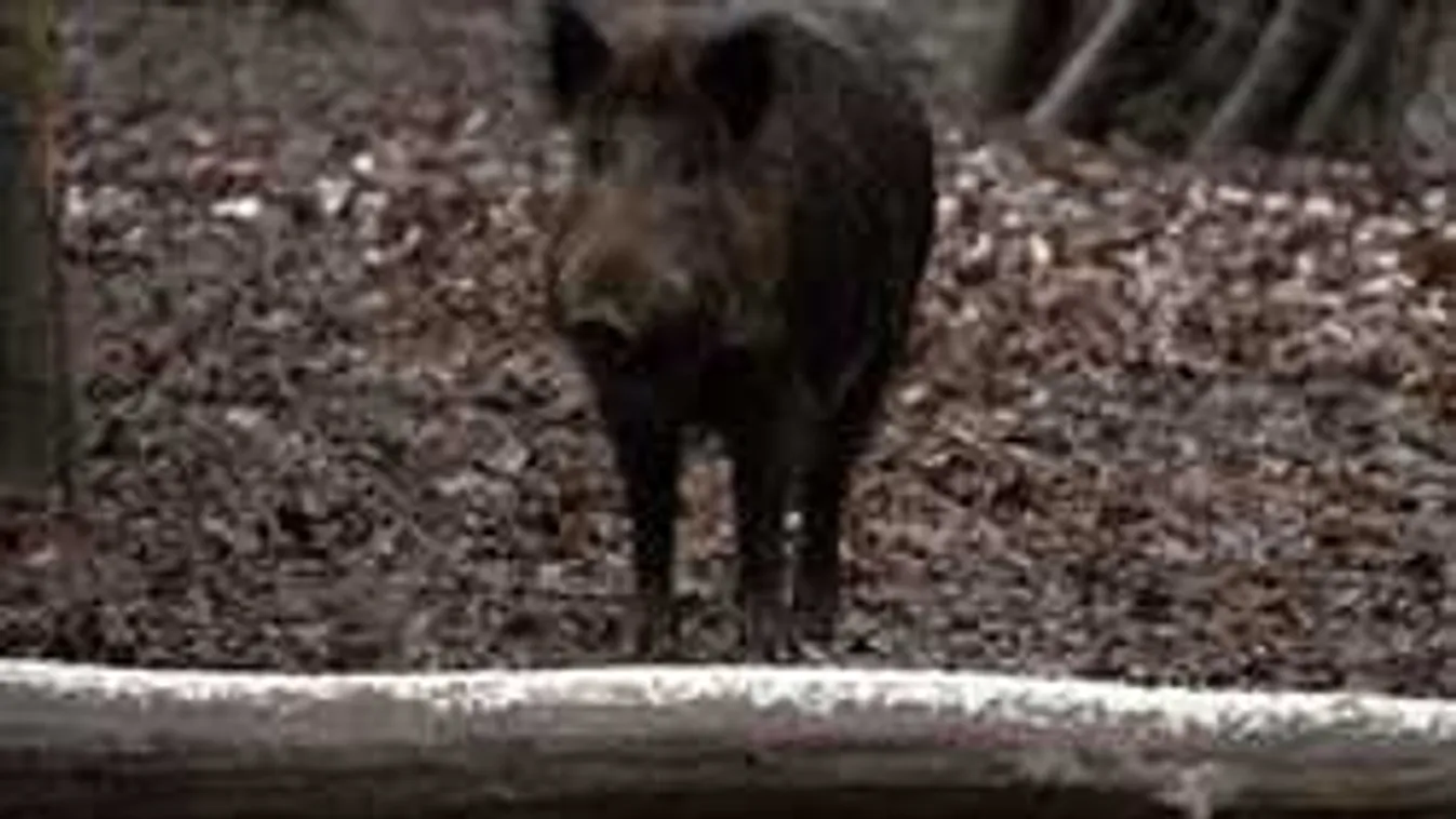 Ismét felütötte fejét a fertőző kór, karantént rendeltek el