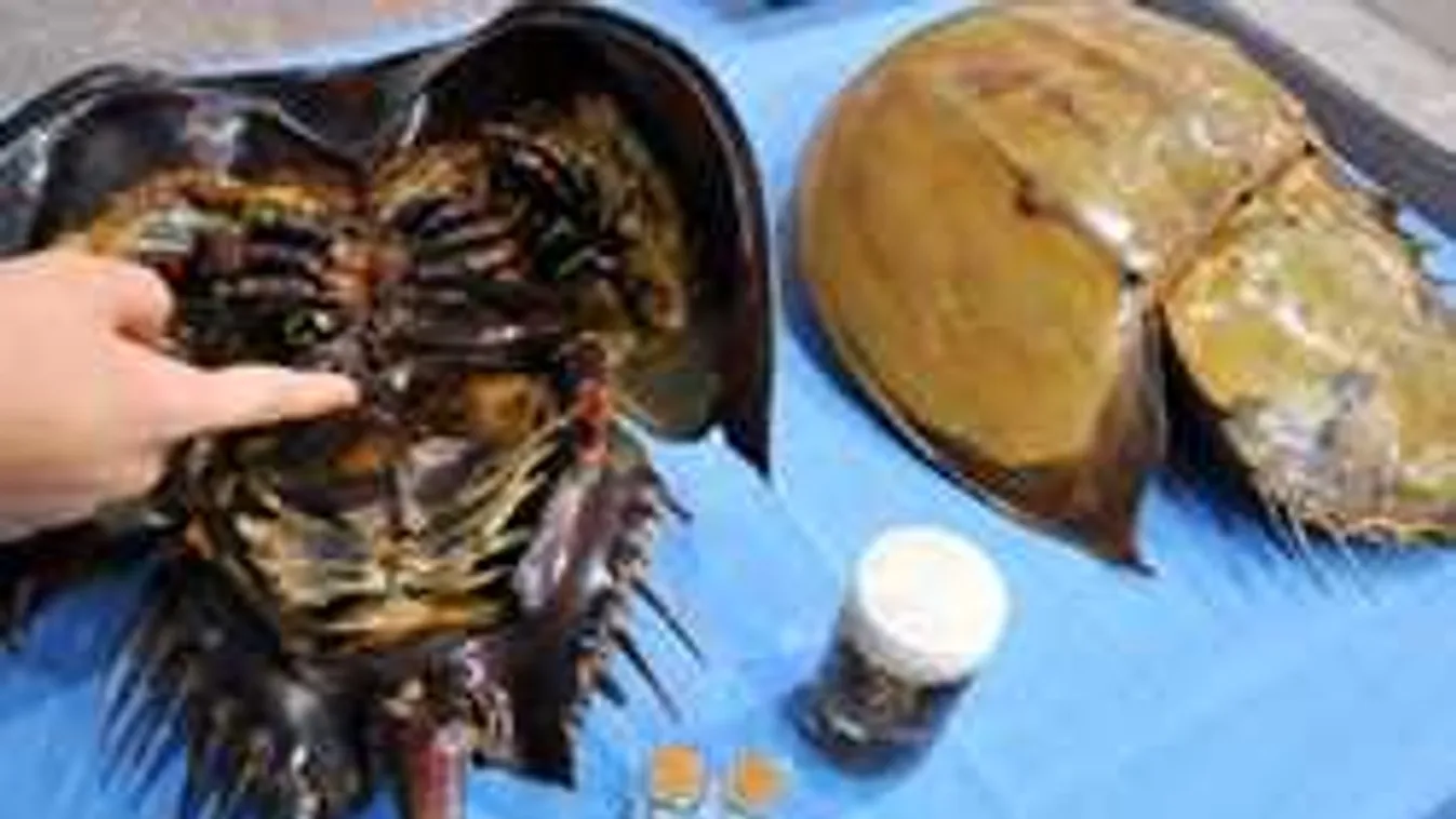 Bizarr szakácsvideó: így készítsd el a 230 millió éves, élő fosszíliát