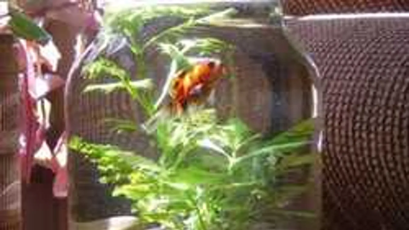 5 tárgy, ami szerencsét hoz az újévben a lakásban. Ezt tedd ki még ma!