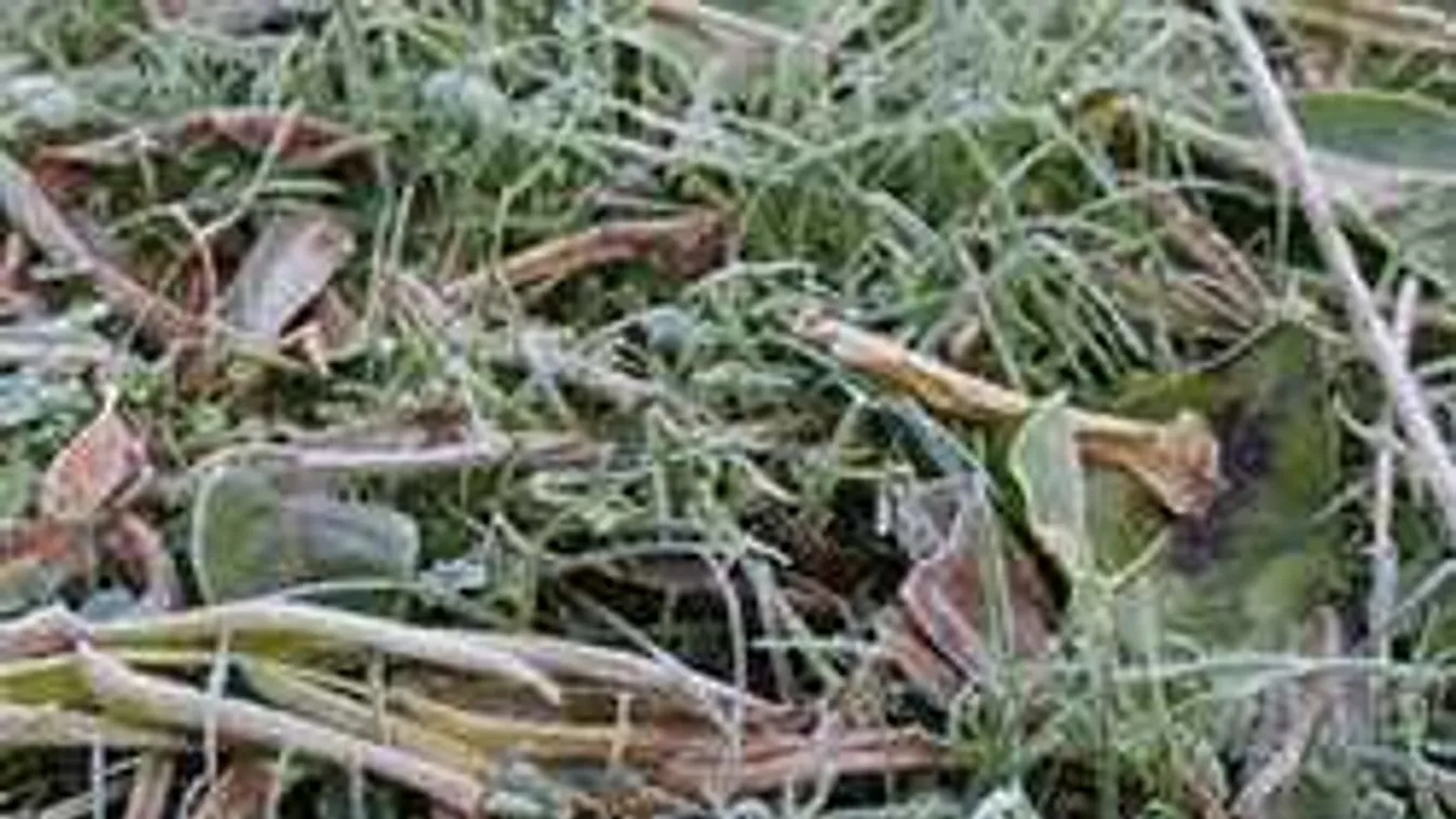 Brutális gyilkosságot vallott be egy nő