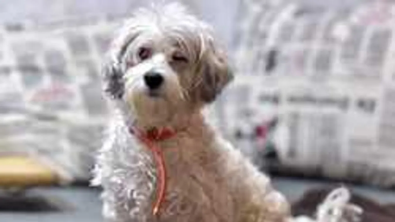 Ezért nem adhatják még örökbe a világhírűvé vált Zsazsa kutyát