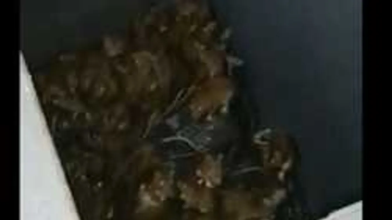 Párizs a patkányok városa lesz? Patkányözön a Szajna partjain