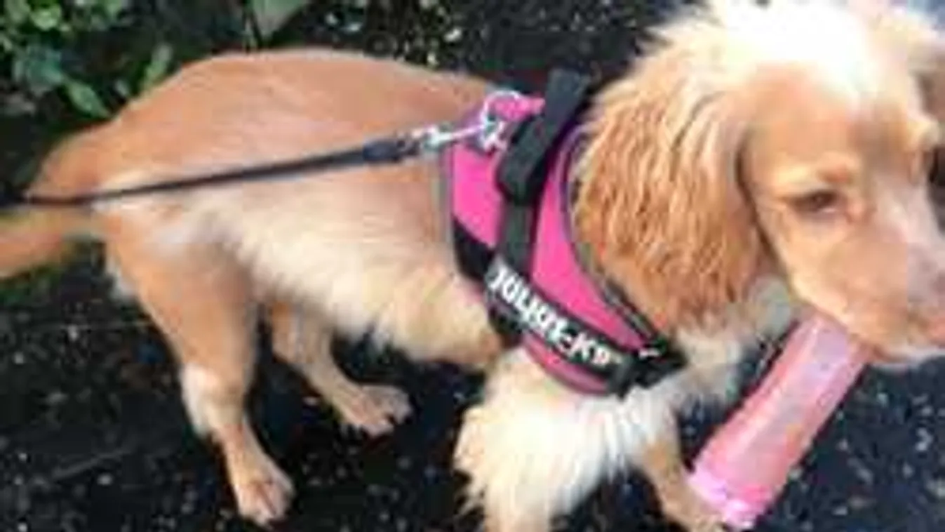 Ráharapott a pajzán szexeszközre a kiskutya, többé nem engedte el