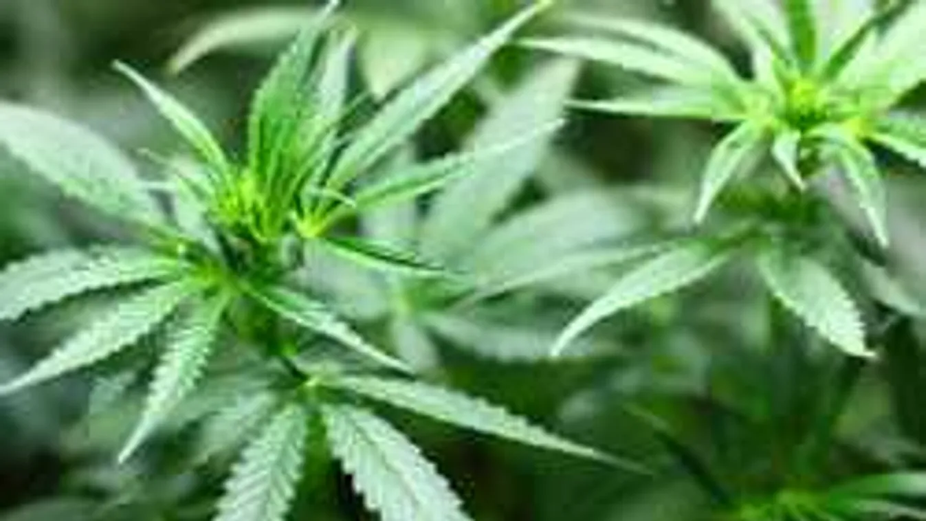 Pincében termesztette a füvet, elkapták a rendőrök a magyar férfit