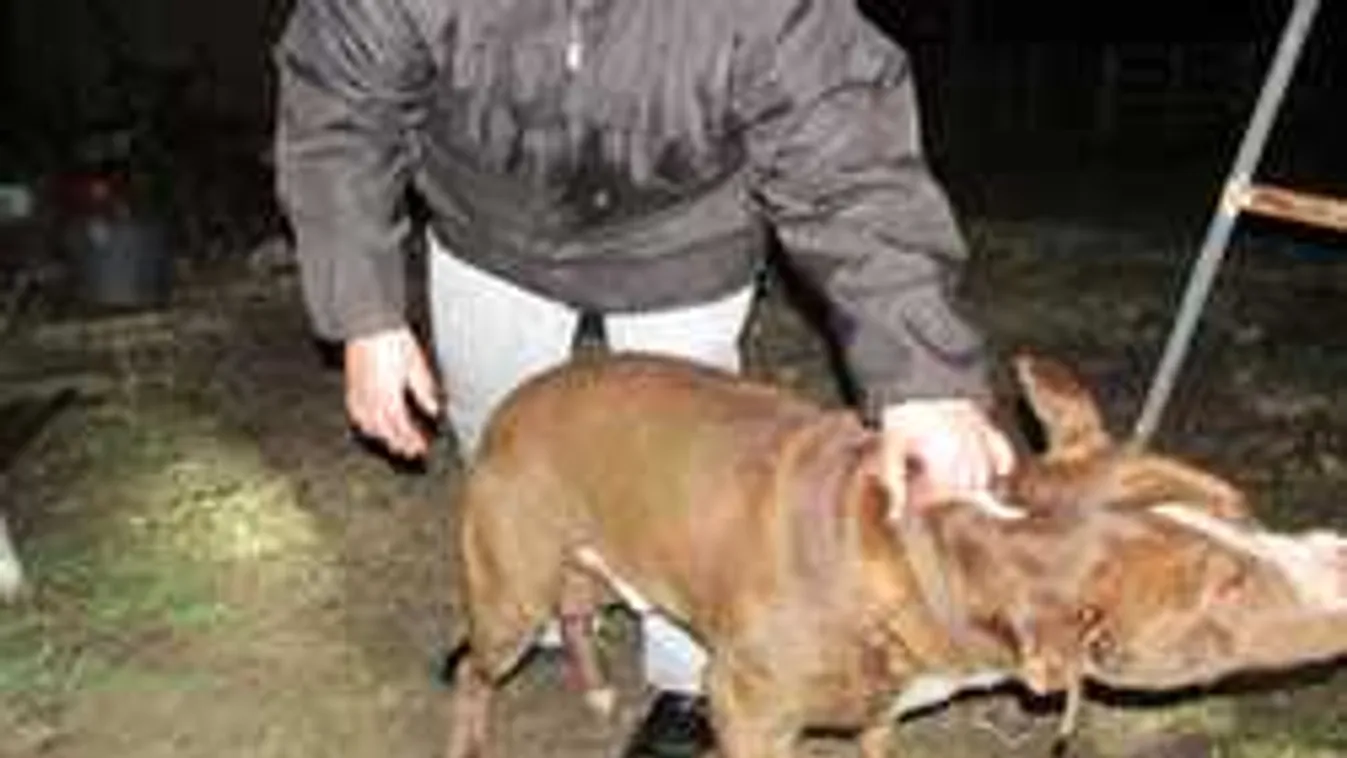 Elképesztő, mi történt a 12 métert zuhant nagytestű kutyával - Fotó