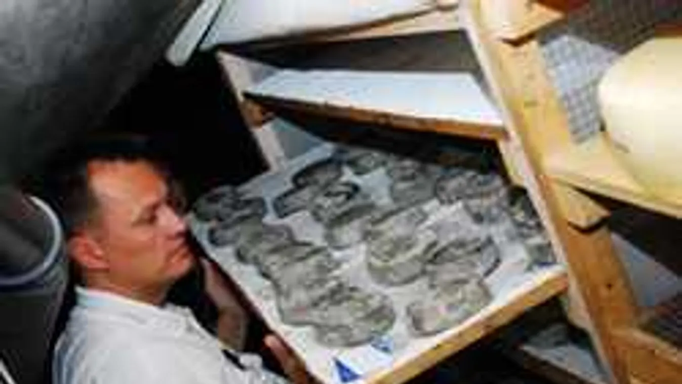 Elvarázsolta a svájci sajtmestereket a bükki kakukkfüves csoda