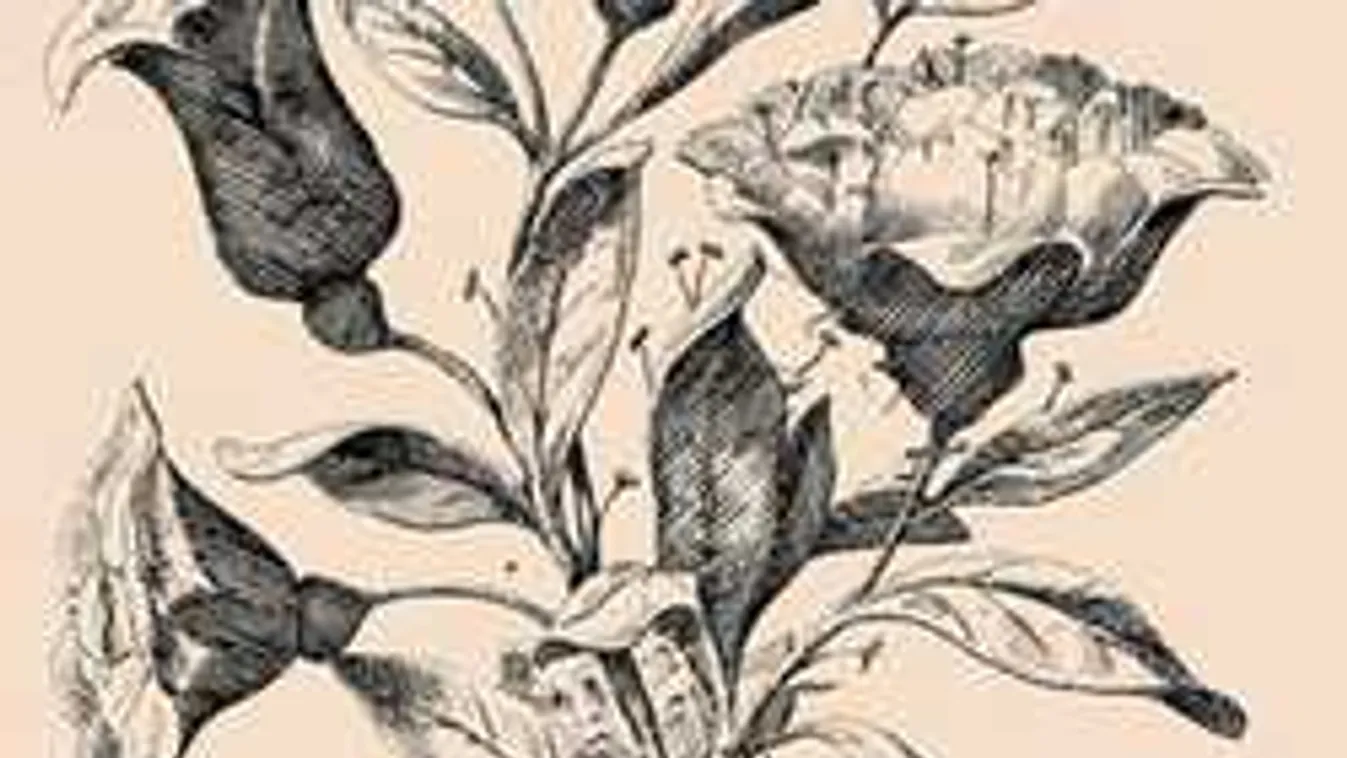 Íme az év eddigi legdurvább képrejtvénye! Ez mindenkin kifog!