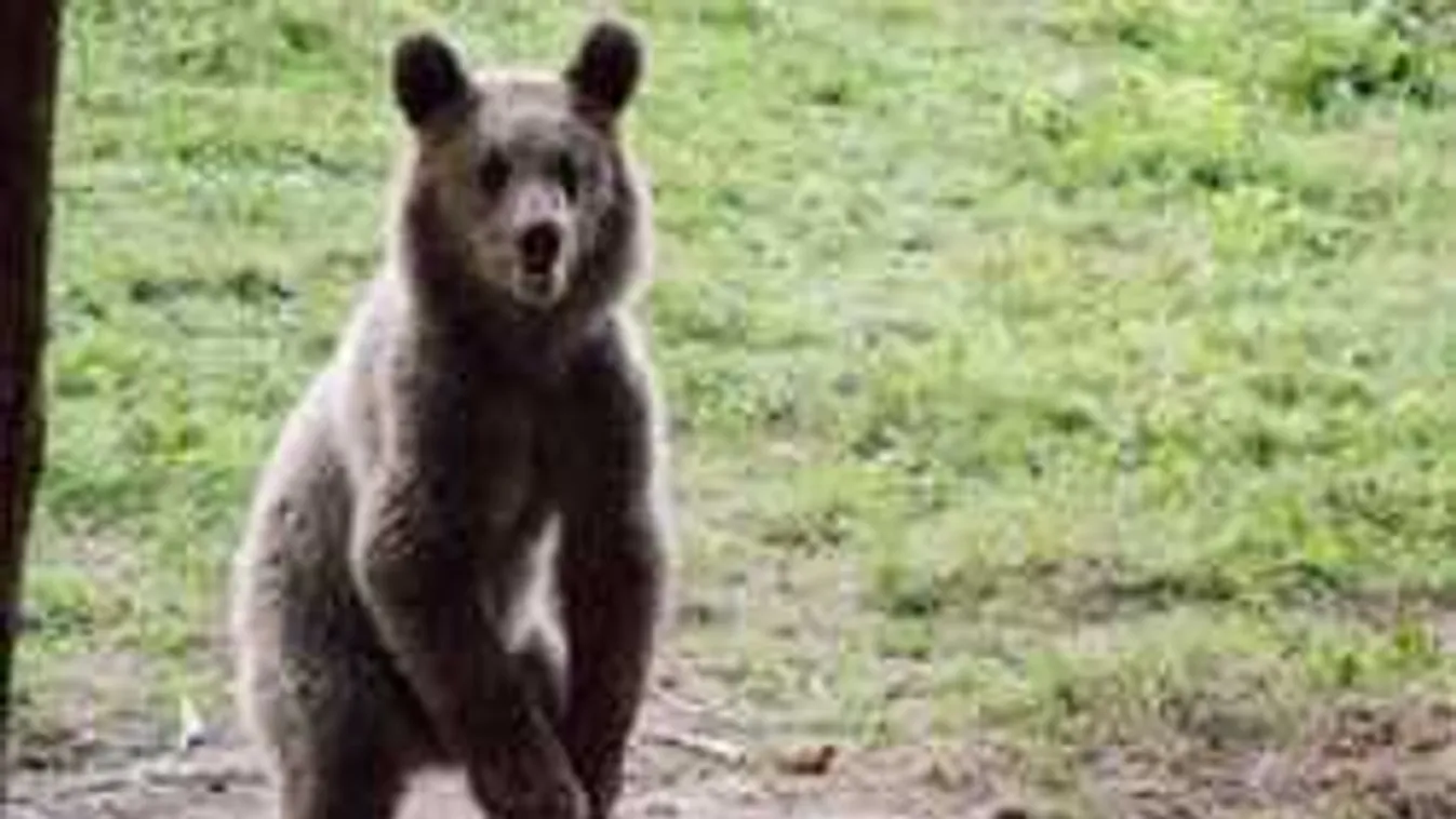 Emberre támadt egy medve, meglepő kijelentést tett az áldozat