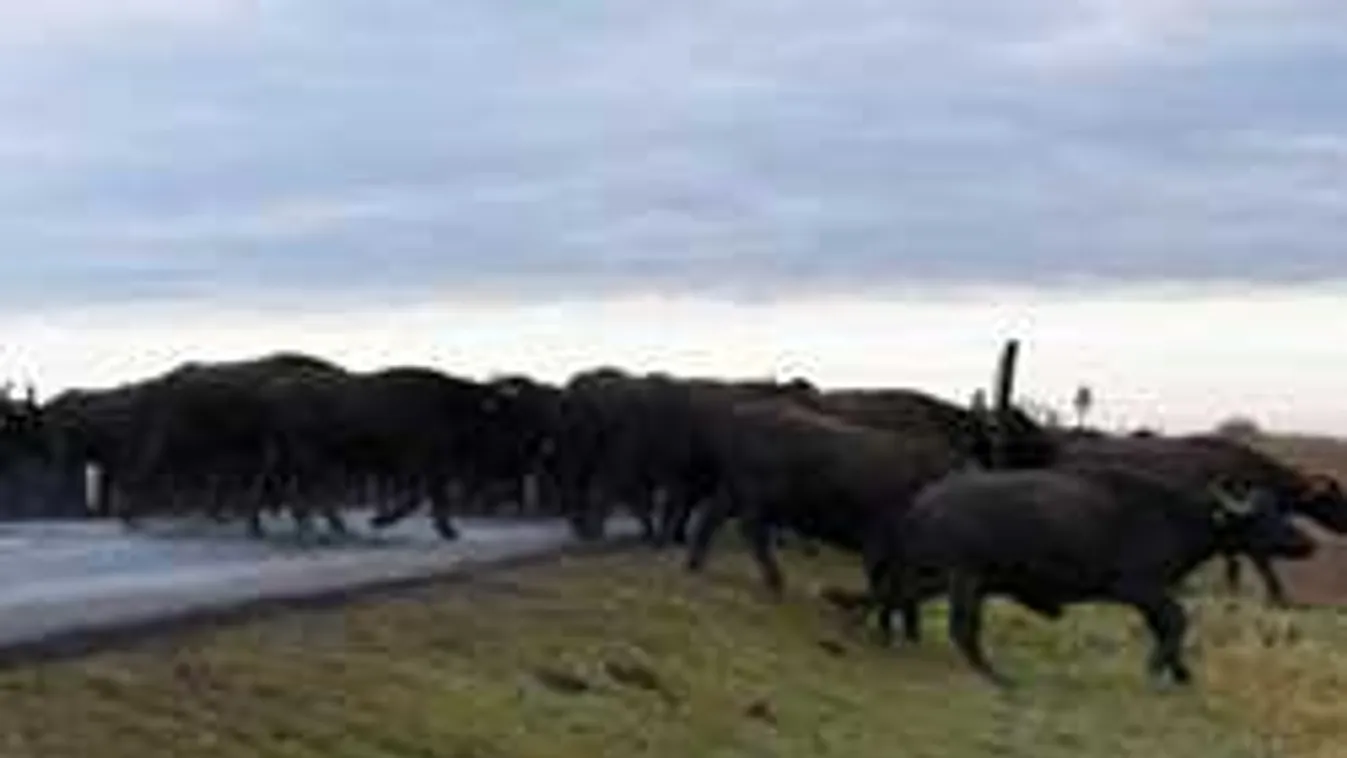 Elképesztő, állatvonulós magyar videók hasítanak a neten