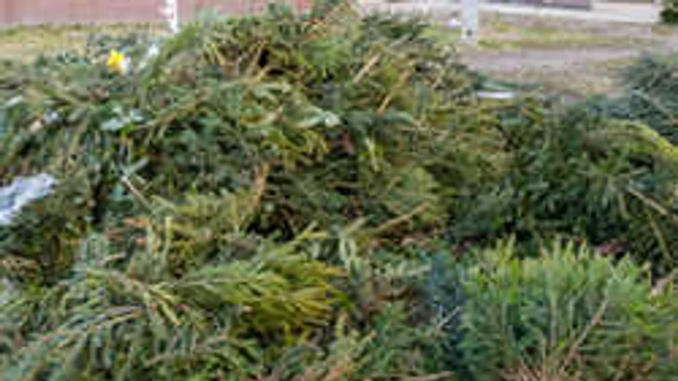 Megjött a figyelmeztetés! Idén így kell kirakni a fenyőfákat