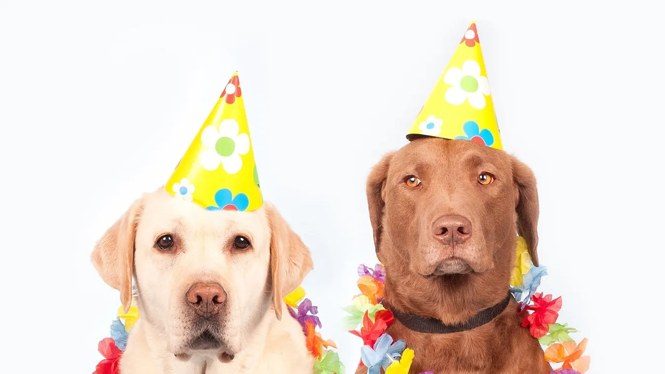 Elkezdődött a farsang, így űzzük el idén a telet!