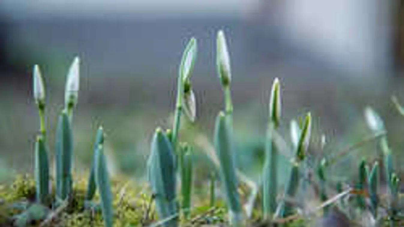 Megöli növényeinket a langyos január