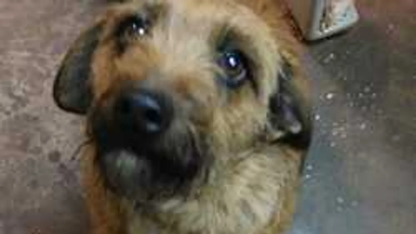 Teli az internet elveszett kutyák képeivel