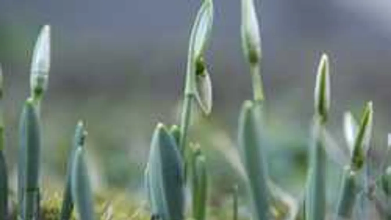 Pécsett már kinyílt a hóvirág: ilyen időnk lesz januárban